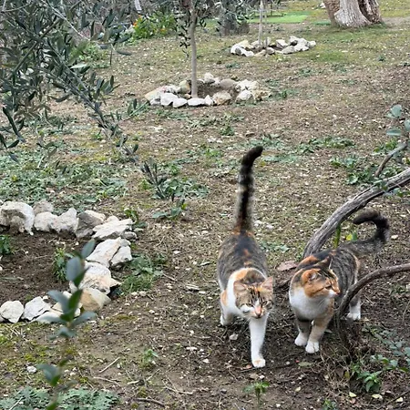 Villa House In The Village 1