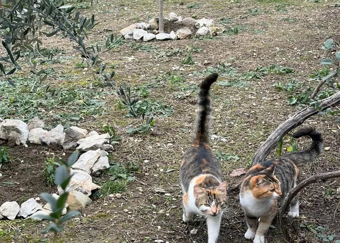 Villa House In The Village 1