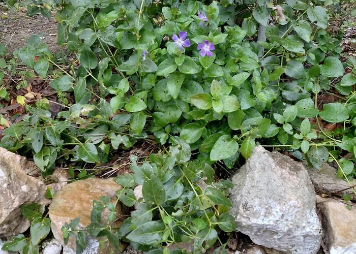 Villa House In The Village 1 Petrele