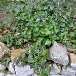 Villa House In The Village 1 Petrele