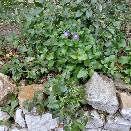 فيلة House In The Village 1 Petrele